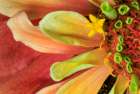 USA, Indiana, Carmel. Close-up of dahlia flower. Art Print